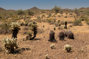 Photo of cholla cacti and sand in a desert climate