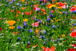 Stock image of a flower field