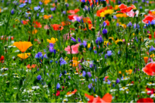 Stock image of a flower field