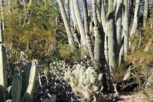 photo of cacti from the Desert Botanical Gardens in Phoenix, Arizona