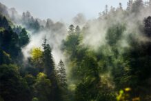 photo of a large forest of green trees with a fog