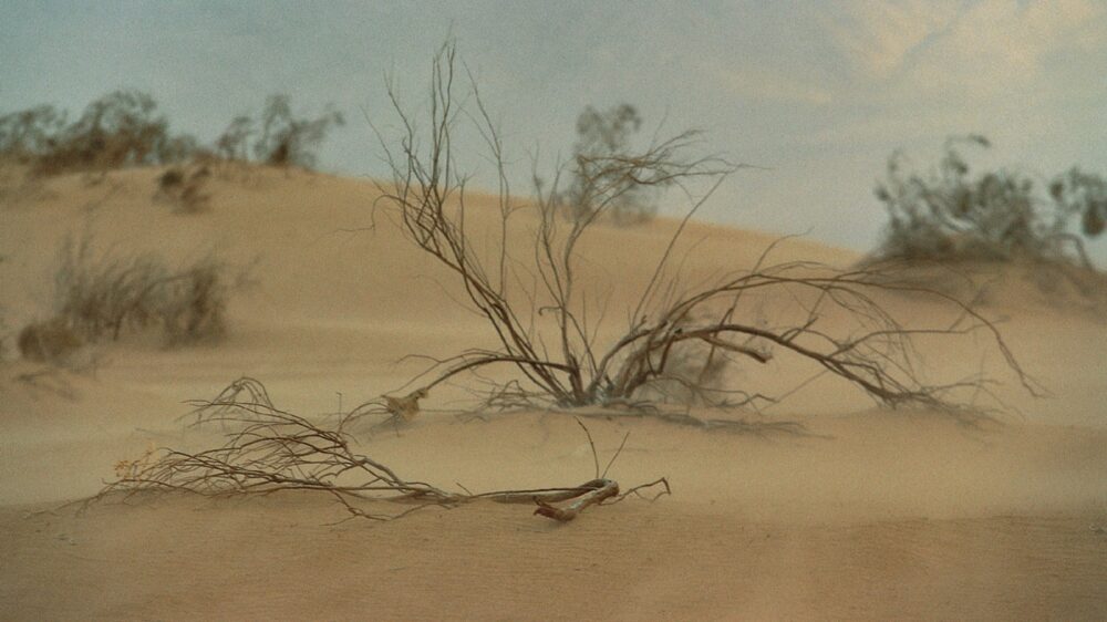 Sand dunes in the Arava Valley. 
