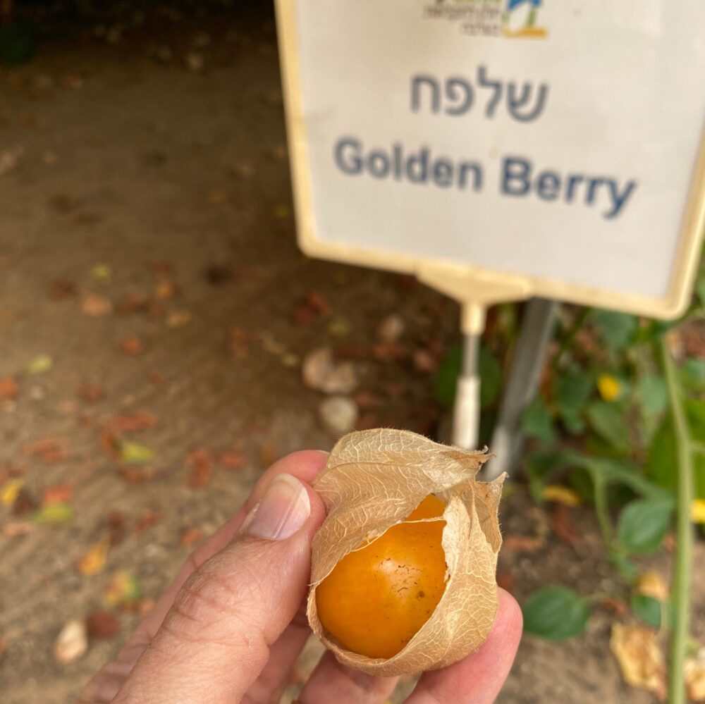 A golden berry growing in the Arava. 