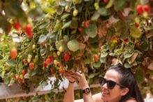 Tanya Pons Allon picking strawberries at Arava R&D Center.